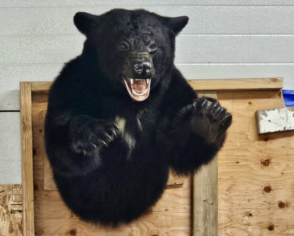 lachepaslapatate ours taxidermiste