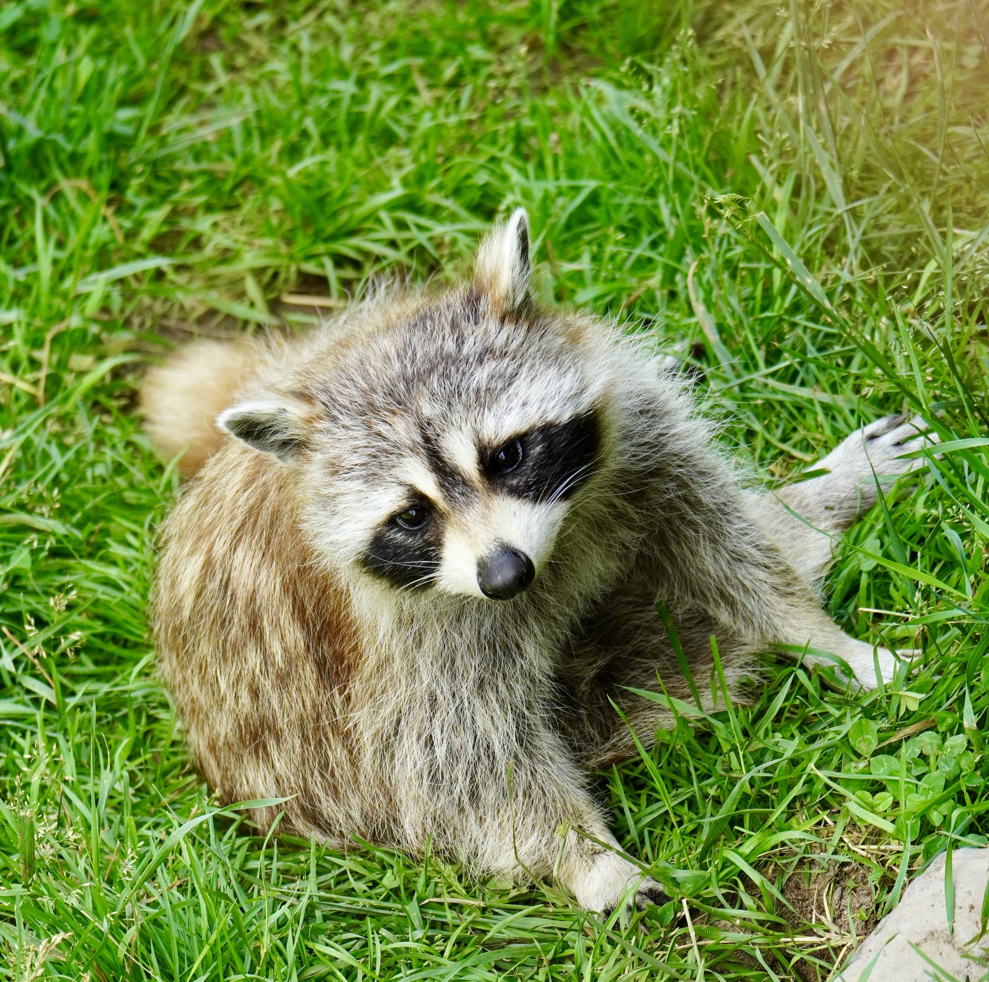 lachepaslapatate raton laveur