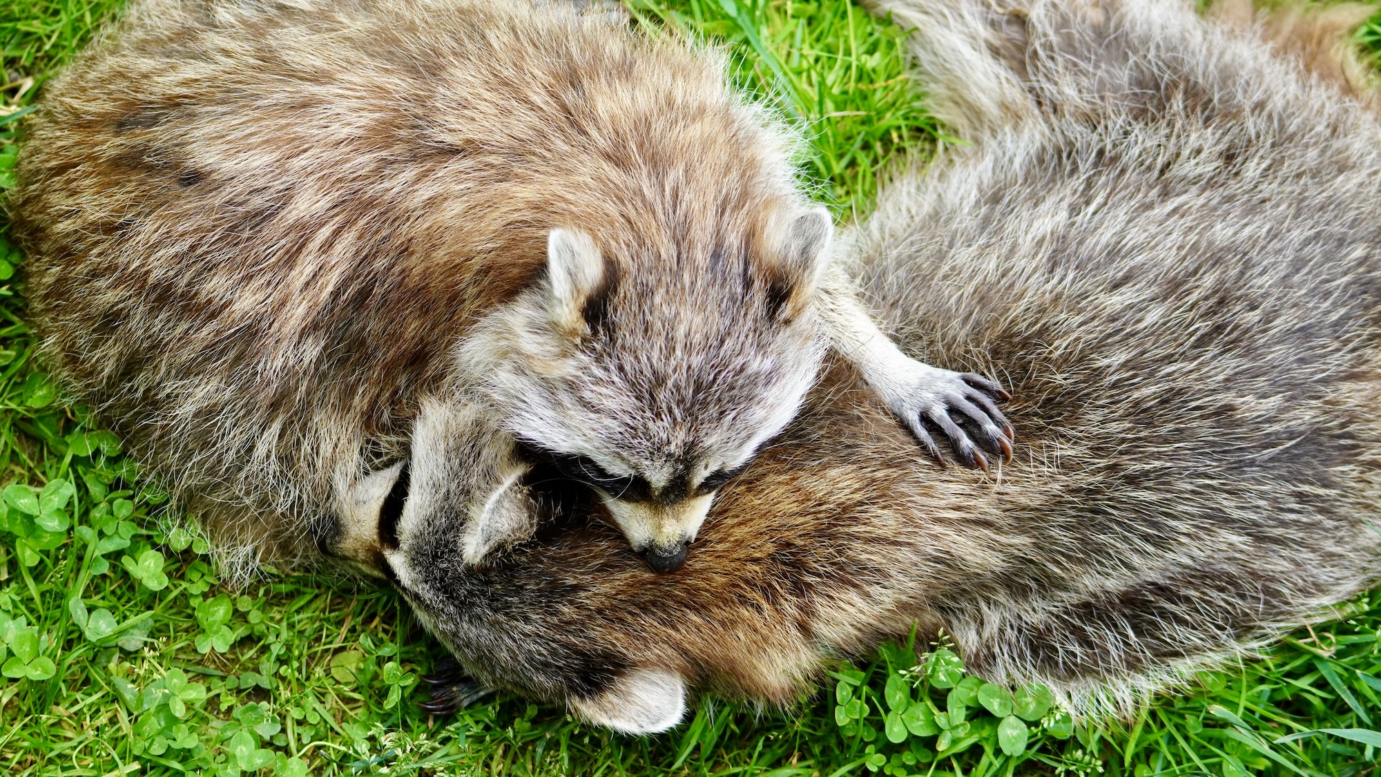 lachepaslapatate ratons laveurs