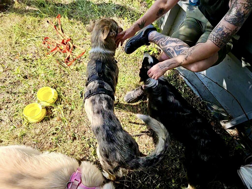 lachepaslapatate rencontre chiens