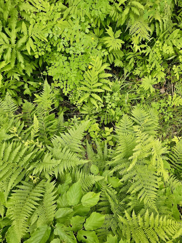 lachepaslapatate verdure foret