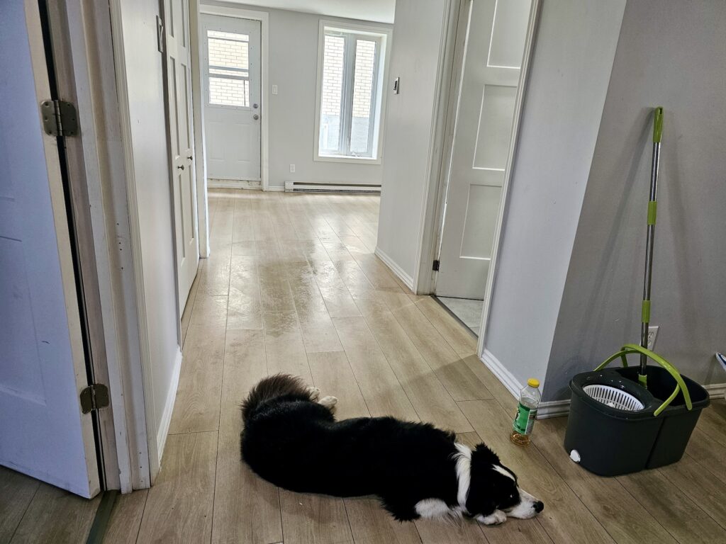lachepaslapatate appartement vide lachepaslapatate appartement vide
