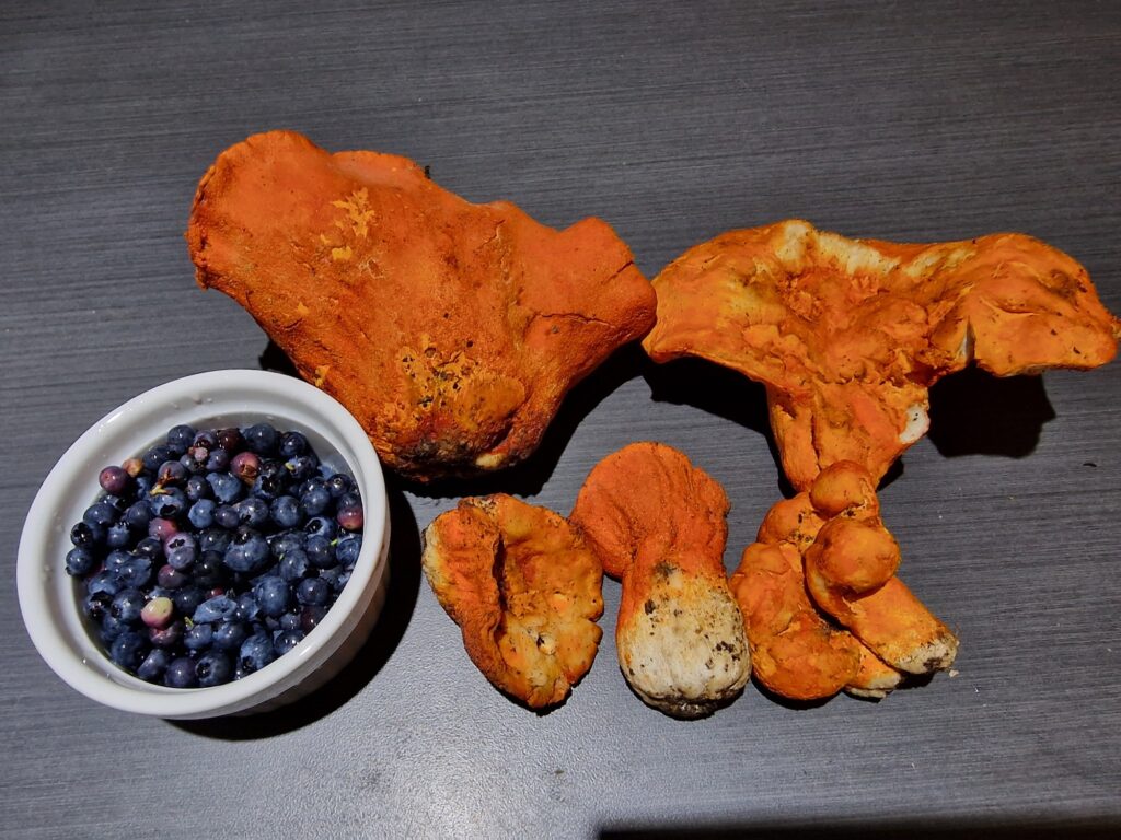 lachepaslapatate champignon crabe et bleuets